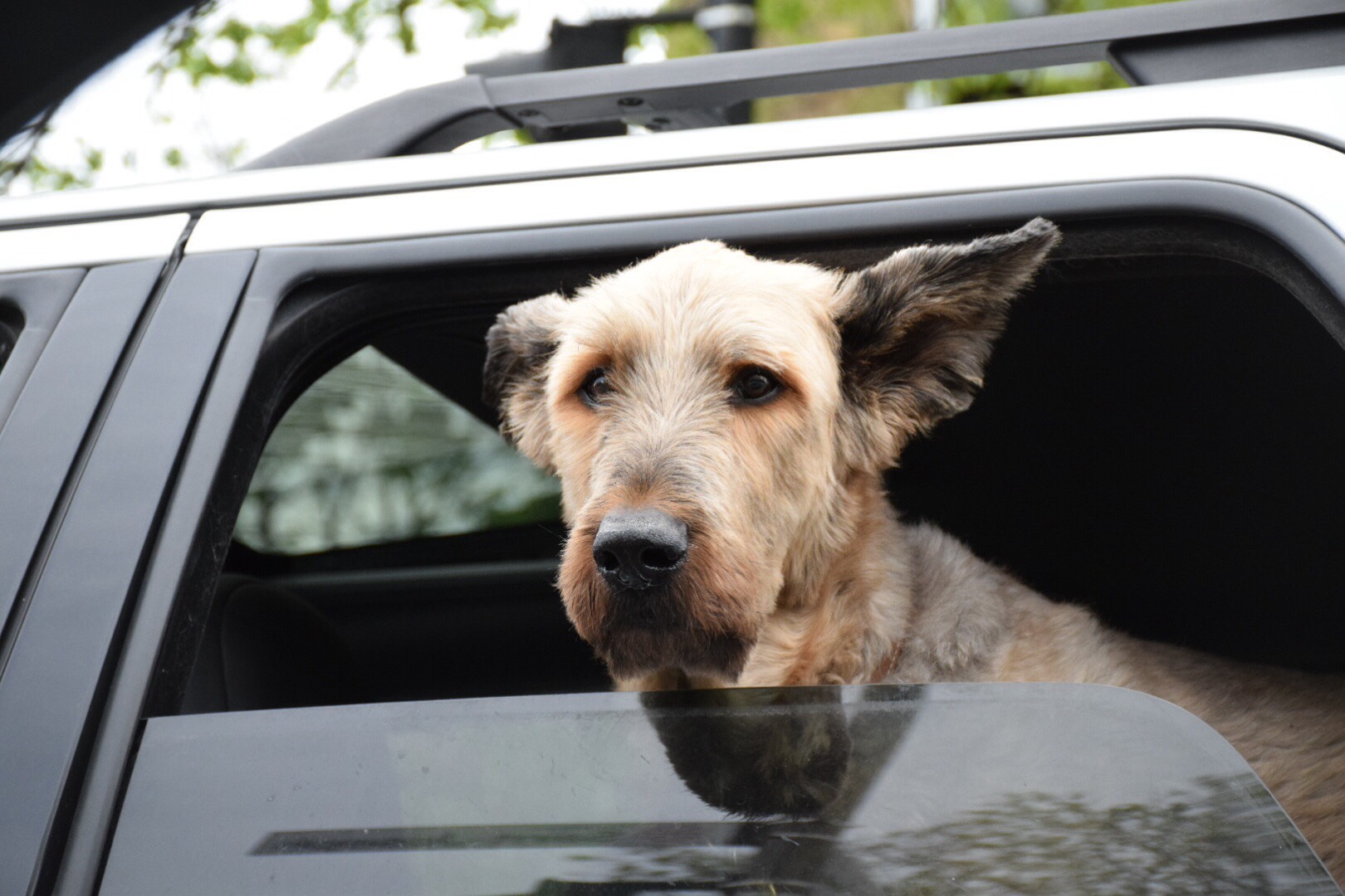 I swear this dog looks like our devops guy I swear this dog looks like our devops guy